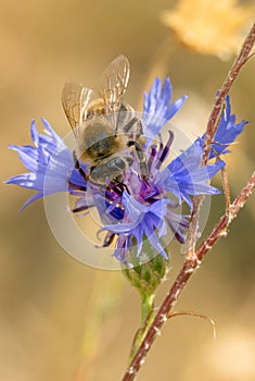 Honey Bee - Apis mellifera, common popular eusocial flying insect