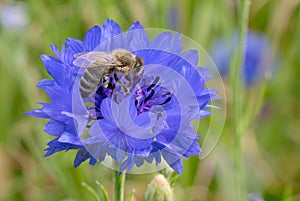 Honey Bee - Apis mellifera, common popular eusocial flying insect