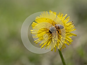 Honey bee Apis mellifera on dandelion flower, Taraxacum officinalis. Pollination.