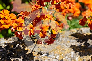 A honey bee Apis mellifera drinking nectar from an orange wall flower erysimum