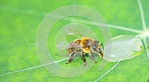 honey bee, Apis mellifera drinking water