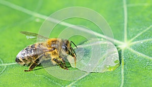 honey bee, Apis mellifera drinking water