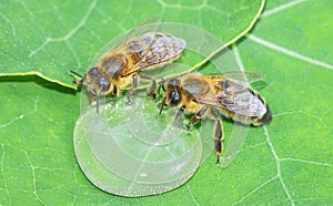 honey bee, Apis mellifera drinking water