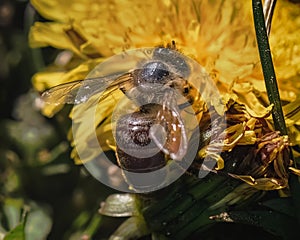 A Honey Bee (Apis mellifera) on an early spring yellow dandelion flower.