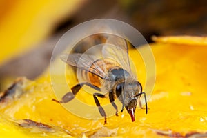 Honey Bee Apis mellifera eating on nature high magnification