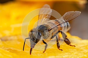 Honey Bee Apis mellifera eating on nature high magnification