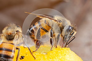 Honey Bee Apis mellifera eating on nature high magnification