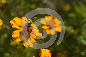 Honey bee Apis mellifera forager collects nectar from the orange flowers of Butterfly Weed Asclepias tuberosa Closeup. Copy space photo