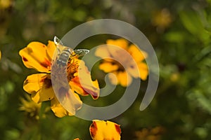 Honey bee Apis mellifera forager collects nectar from the orange flowers of Butterfly Weed Asclepias tuberosa Closeup. Copy space photo