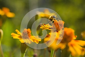 Honey bee Apis mellifera forager collects nectar from the orange flowers of Butterfly Weed Asclepias tuberosa Closeup. Copy space photo