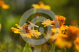 Honey bee Apis mellifera forager collects nectar from the orange flowers of Butterfly Weed Asclepias tuberosa Closeup. Copy space photo