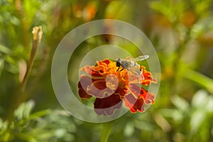 Honey bee Apis mellifera forager collects nectar from the orange flowers of Butterfly Weed Asclepias tuberosa Closeup. Copy space photo