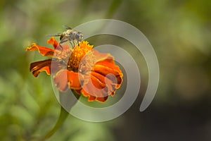 Honey bee Apis mellifera forager collects nectar from the orange flowers of Butterfly Weed Asclepias tuberosa Closeup. Copy space