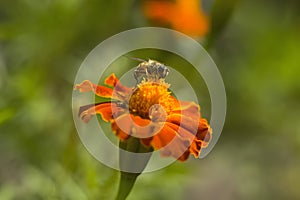Honey bee Apis mellifera forager collects nectar from the orange flowers of Butterfly Weed Asclepias tuberosa Closeup. Copy space photo
