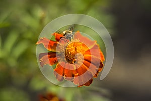 Honey bee Apis mellifera forager collects nectar from the orange flowers of Butterfly Weed Asclepias tuberosa Closeup. Copy space