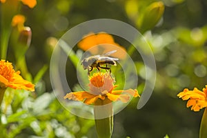 Honey bee Apis mellifera forager collects nectar from the orange flowers of Butterfly Weed Asclepias tuberosa Closeup. Copy space photo