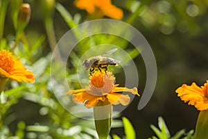 Honey bee Apis mellifera forager collects nectar from the orange flowers of Butterfly Weed Asclepias tuberosa Closeup. Copy space