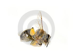 Dead honeybee with pollen baskets Apis mellifera photo