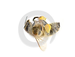 Dead honeybee with pollen baskets Apis mellifera photo
