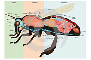 Honey Bee Apis mellifera, internal Anatomy and Physiology. Bee Sectional Anatomy Diagram