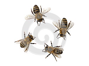 Honey bee, Apis mellifera, isolated on white background, top view of four european bees, macro close up