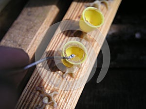 Honey Bee Apis mellifera larva taken out of honeycomb to be used for artificial breeding.