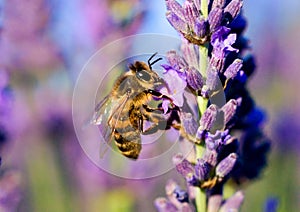 Honey bee (Apis mellifera) on a lavender flower