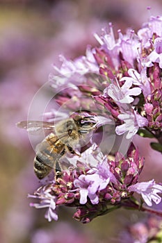 Honey Bee Apis mellifera on Oregano Origanum laevigatum `Herrenhausen