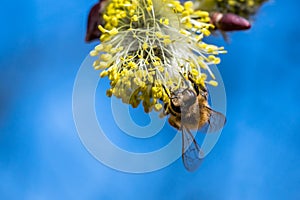 Honey bee Apis mellifera pollinating yellow flower of Goat Wil