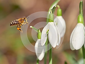 Honey bee Apis mellifera on Snowdrop Galanthus nivalis