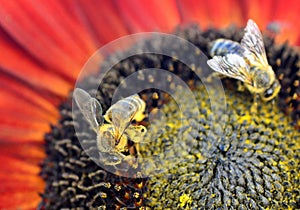 Honey bee Apis mellifera on sunflower