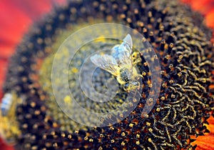 Honey bee Apis mellifera on sunflower