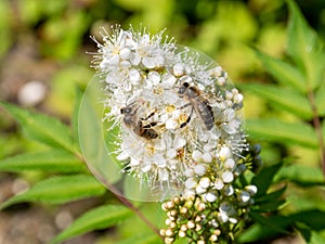 Honey bee, Apis mellifera, two on flowers of false spiraea, Sorbaria sorbufolia
