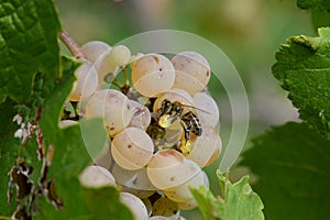 Honey bee Apis mellifera on wine grape