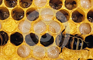 Honey Bee, apis mellifera, Worker looking after Larvae on Brood Comb, Bee Hive in Normandy