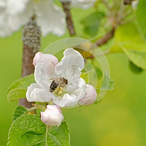 Honey bee in apple tree flower