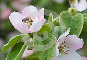 Honey bee on apple tree flower blossom