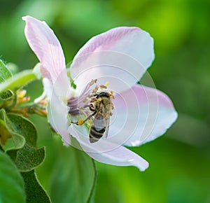 Honey bee on apple tree flower blossom