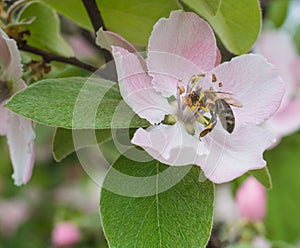 Honey bee on the apple tree flowers blossom closeup