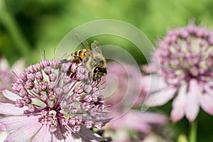 Honey bee in astrantia flower