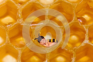 Honey bee baby in honeycomb