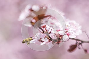Honey bee with baskets flying and pollinating pink cherry flowers