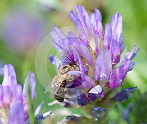 Honey bee on beatyful flower close up
