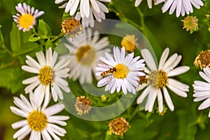 honey bee on beautiful daisy