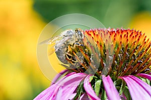 Honey bee on beautiful flowering Echinacea flower close-up on a green background - macro, spring, summer