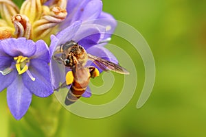 Honey bee on beautiful lichened flower.