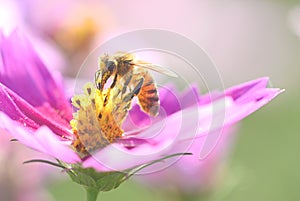 Honey bee and beautiful Magenta Cosmos flower in garden, nature