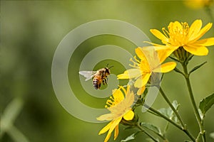 Honey bee and beautiful yellow flower, spring summer season, Wild nature landscape, banner, beauty in Nature