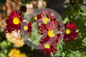 Honey bee and beautiful yellow flower, spring summer season, Wild nature landscape, banner, beauty in Nature