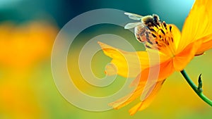 Honey bee and beautiful yellow flower, spring summer season, Wild nature landscape, banner, beauty in Nature